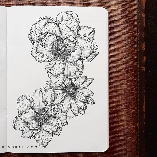 peony, anemone and daisy illustration