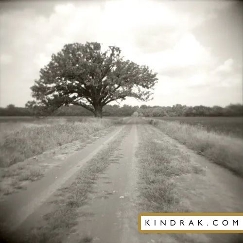 Dirt Road and Tree